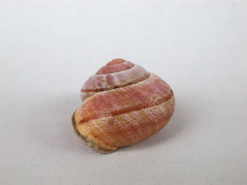 Cepaea nemoralis etrusca e altre